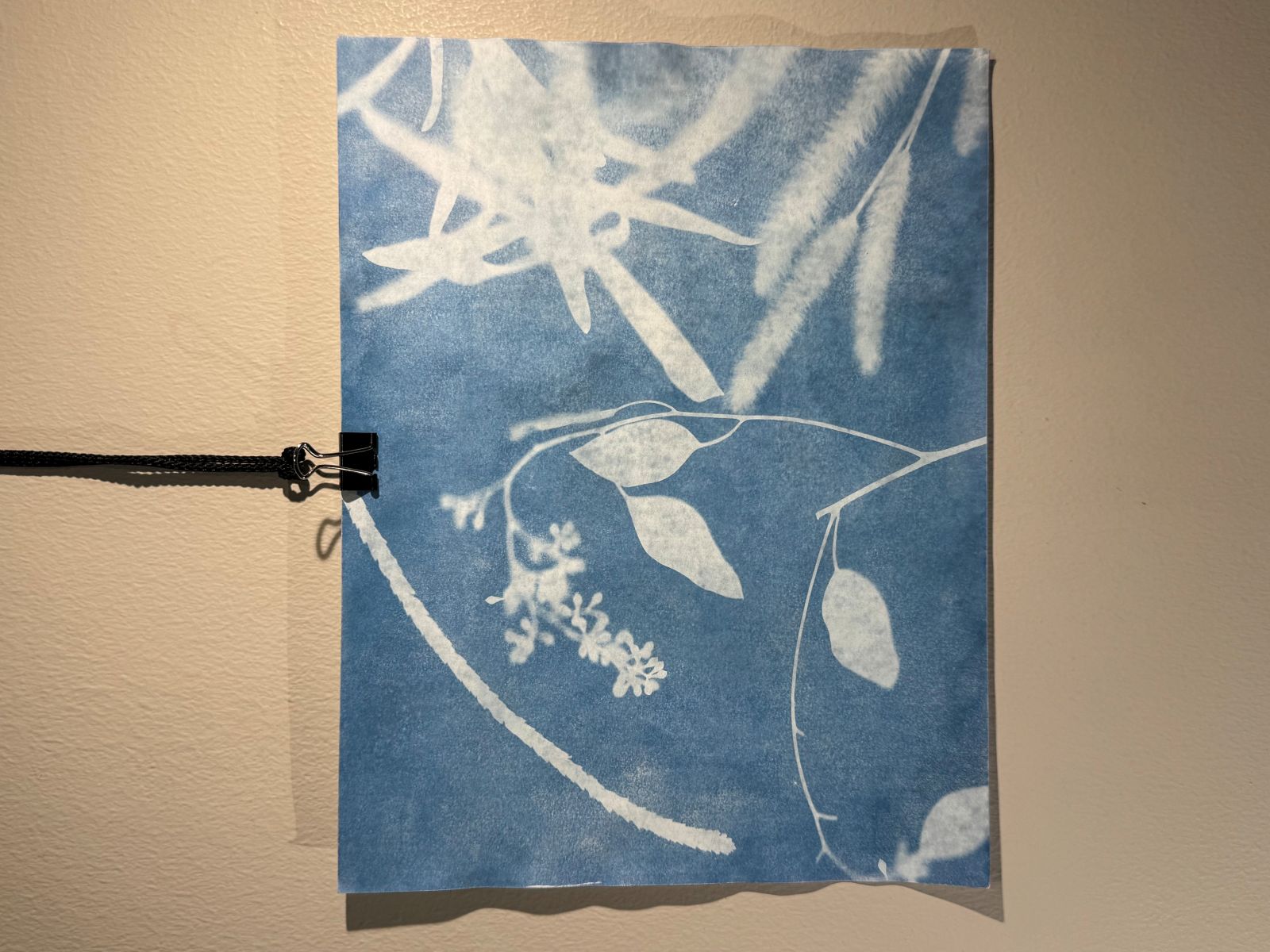 Cyanotype 1